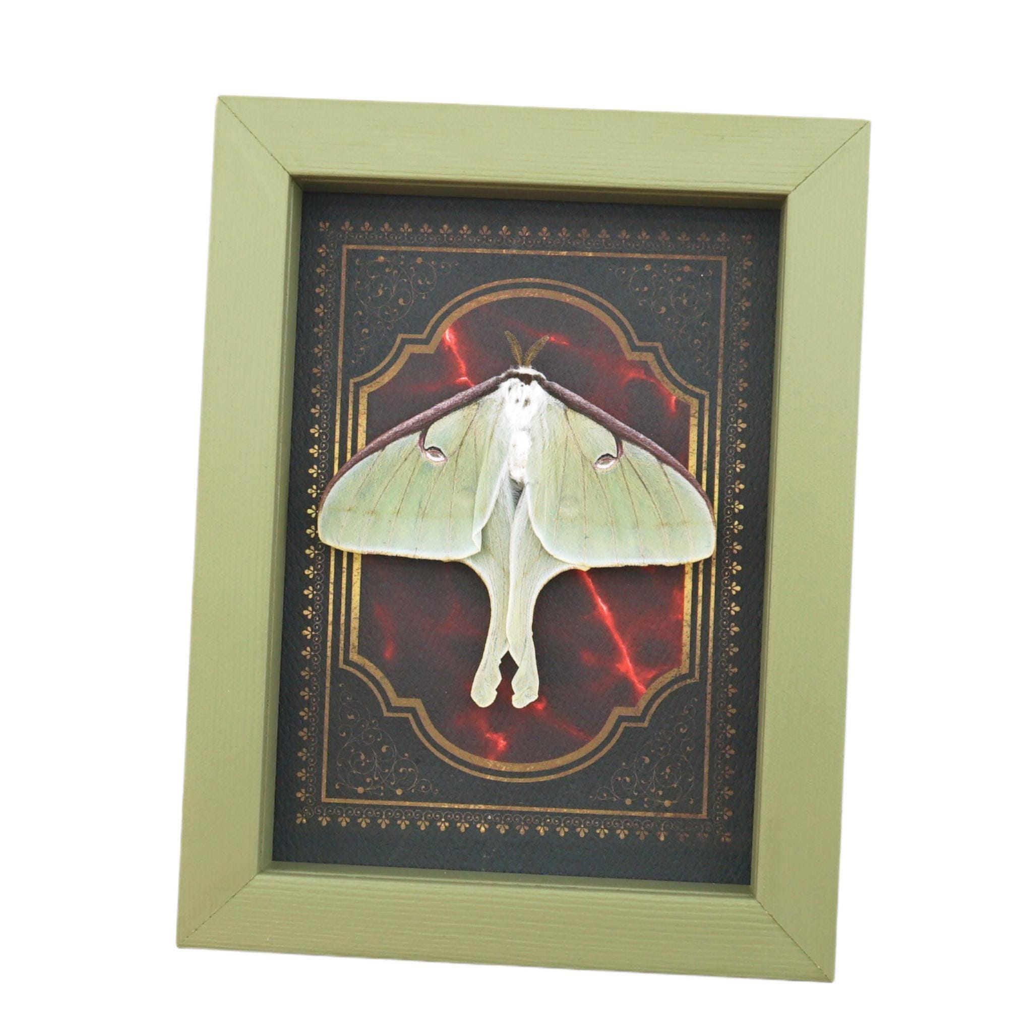 Real Framed Luna Moth Gothic Red Gold Border Actias Luna Resting Sage ...
