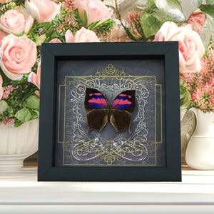 Framed Anaea nessus Butterfly: Pink Purple Gothic Decor