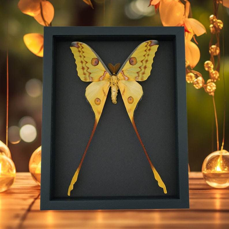 Giant Comet Moth Argema mittrei XLarge Framed Taxidermy Moonlight Display