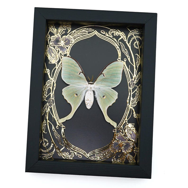 Luna Moth Framed Taxidermy Gold Foil Art Nouveau Real Actias Luna - Etsy