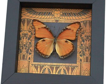 Real Egyptian Butterfly Hypolimnas misippus Female Framed Taxidermy Display