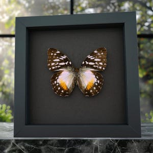 Real Framed African Butterfly Cymothoe Beckeri Female Taxidermy Moonlight Display
