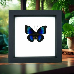 Framed Electric Blue Hybrid Butterfly: Agrias beatifica lachaumei x Prepona laertes