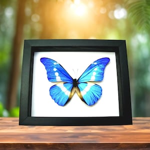 Blue Morpho Butterfly - Real Specimen Framed Black Shadowbox