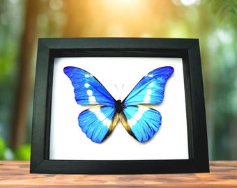 Rare Metallic Blue Morpho Butterfly Framed Taxidermy - Morpho