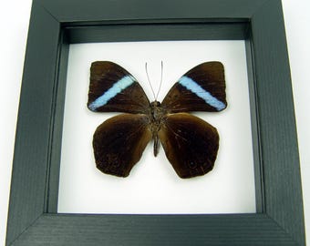Rare Neon Blue Olivewing Butterfly Framed - Nessaea Hewitsoni - Etsy