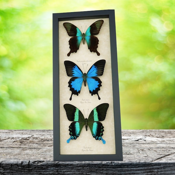 Butterfly Trio Papilio Peranthus Ulysses Blumei Framed Peacock Swallowtail Butterflies Taxidermy Display