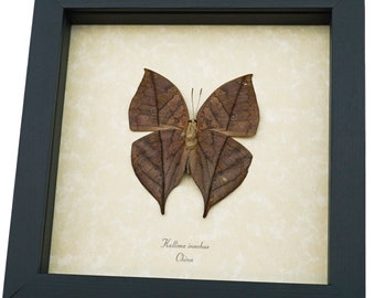 Kallima inachus verso Dead Leaf Mimic Butterfly Framed Insect Display