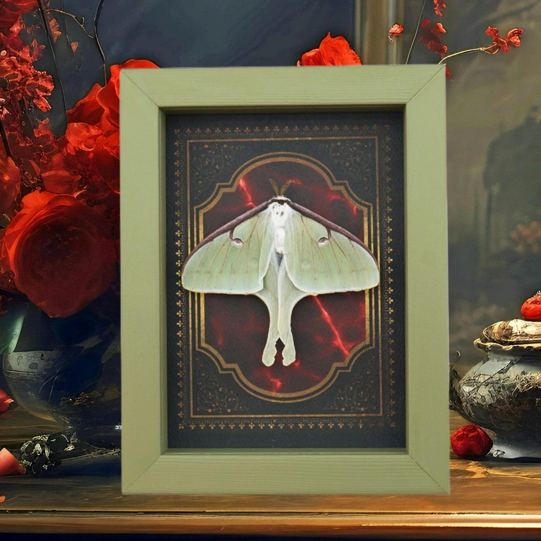 Real Framed Luna Moth Gothic Red Gold Border Actias Luna Resting Sage ...