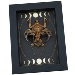 Real Dead Leaf Praying Mantis Gothic Moon Phases Framed Deroplatys lobata Insect Taxidermy
