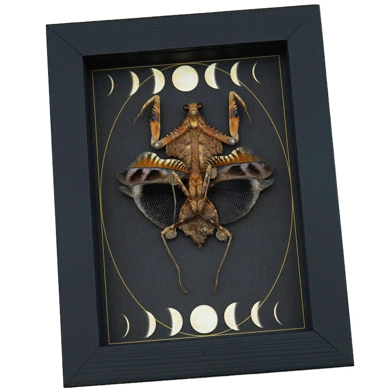 Real Dead Leaf Praying Mantis Gothic Moon Phases Framed Deroplatys lobata Insect Taxidermy