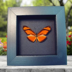 Real Framed Orange Dryas Julia Butterfly Taxidermy Moonlight Display