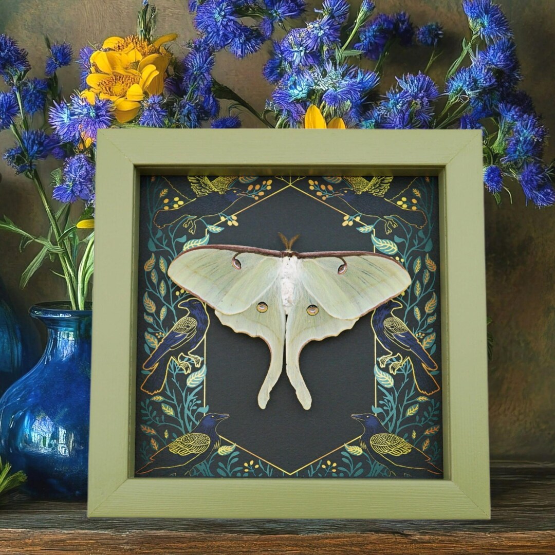 Real Luna Moth Framed Gothic Ravens Actias Luna Resting Taxidermy Sage ...