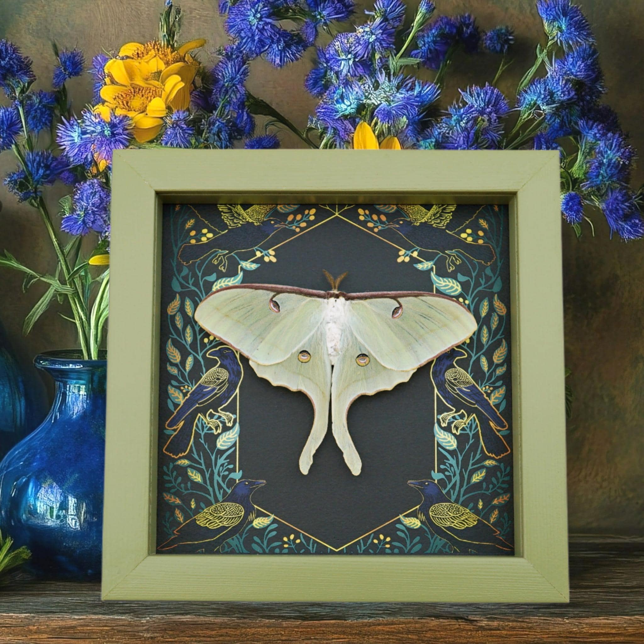 Real Luna Moth Framed Gothic Ravens Actias Luna Resting Taxidermy Sage ...