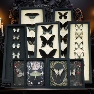 a collection of framed butterfly illustrations, each with unique designs and patterns. The butterflies are arranged in a visually appealing manner, showcasing the diversity and beauty of these creatures.