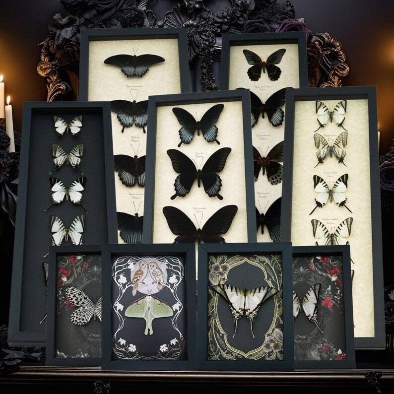a collection of framed butterfly illustrations, each with unique designs and patterns. The butterflies are arranged in a visually appealing manner, showcasing the diversity and beauty of these creatures.