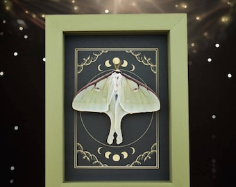 Luna Moth Wall Display: Celestial Moon Phases (Sage Green Frame)