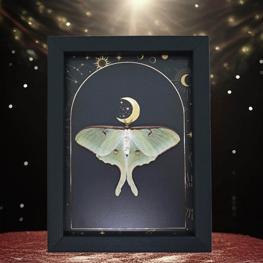 Real Luna Moth Framed Gold Foil Cosmic Moon Actias Luna Female ...