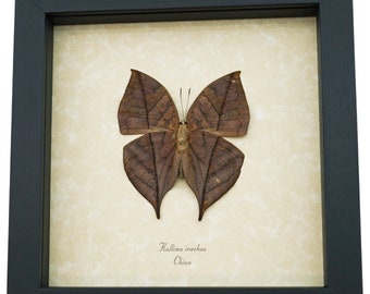 Kallima inachus verso Dead Leaf Mimic Butterfly Framed Insect Display