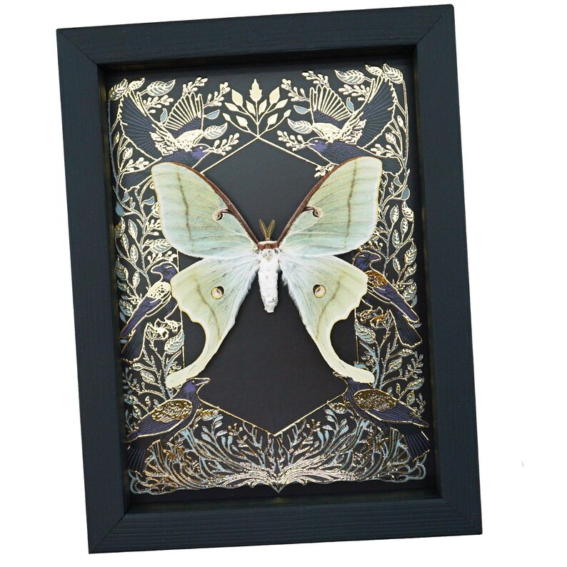 Luna Moth Gold Foil Gothic Ravens Real Framed Actias Luna Taxidermy ...