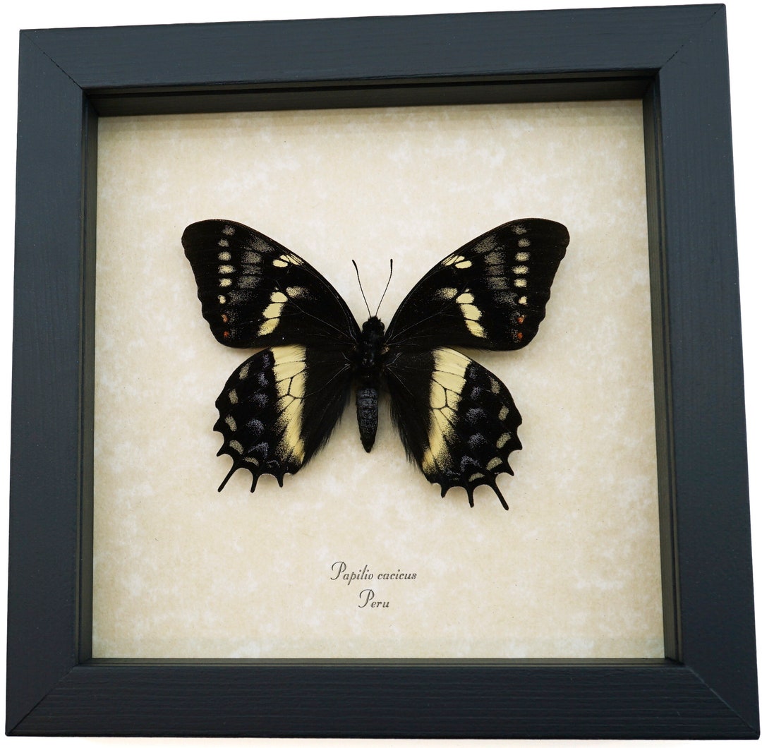 Papilio Cacicus Inca Rare Butterfly Real Framed Swallowtail Taxidermy