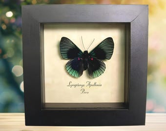 Green Metalmark Butterfly Lyropteryx apollonia Framed Taxidermy Display