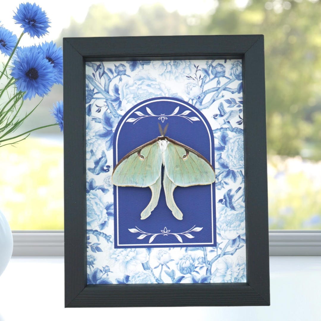 Real Framed Luna Moth French Blue Actias Luna Resting Taxidermy Display ...