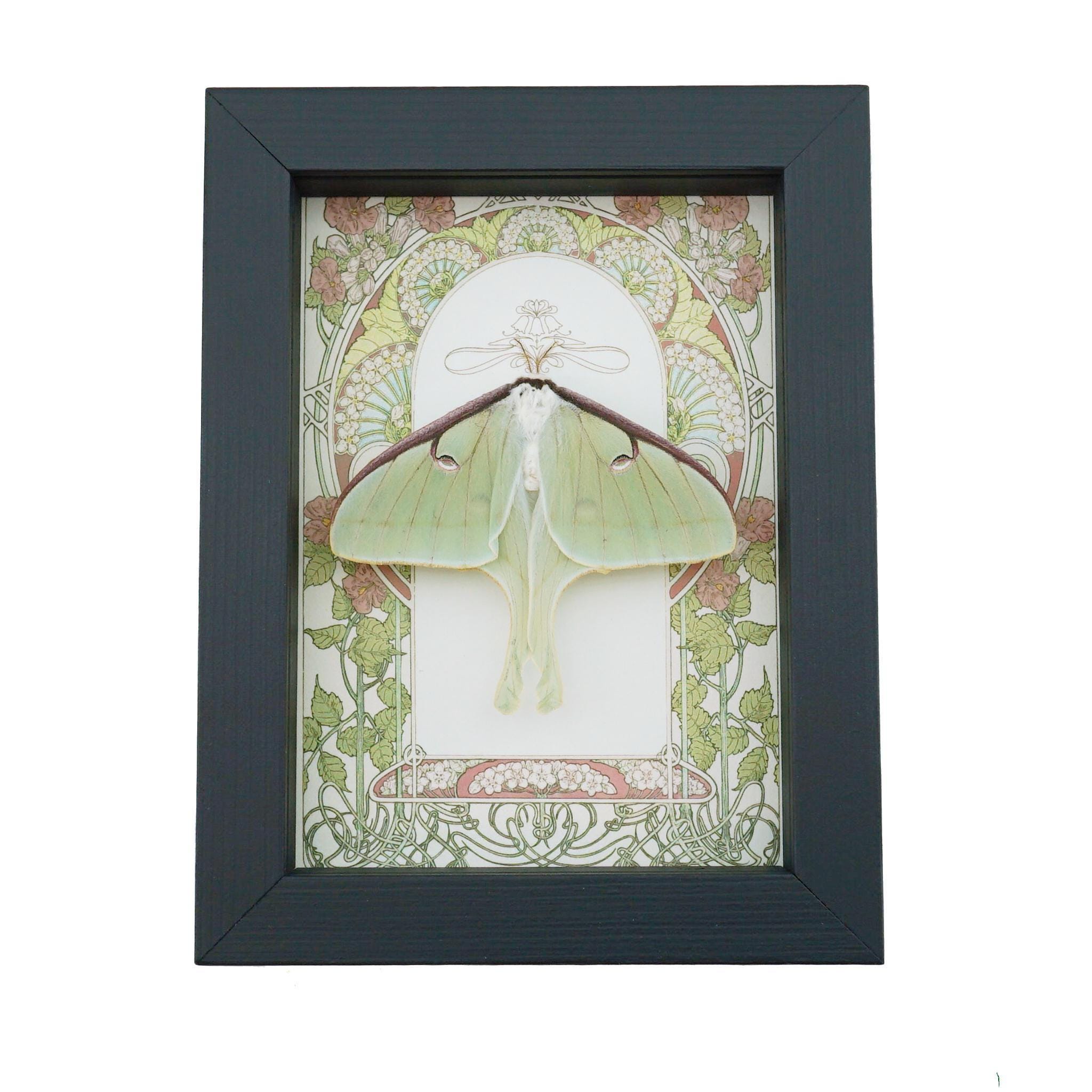 Real Luna Moth Art Nouveau Actias Luna Female Resting Framed Taxidermy ...