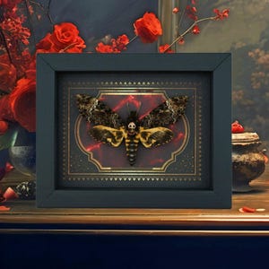 Real Gothic Death Head Moth Acherontia lachesis female Framed Taxidermy