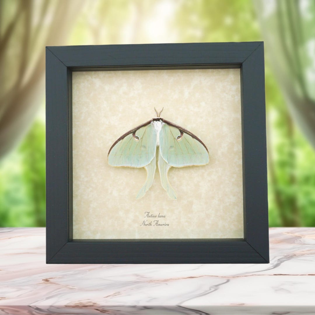 Real Luna Moth Framed Actias Luna Insect Taxidermy Museum Art Display ...