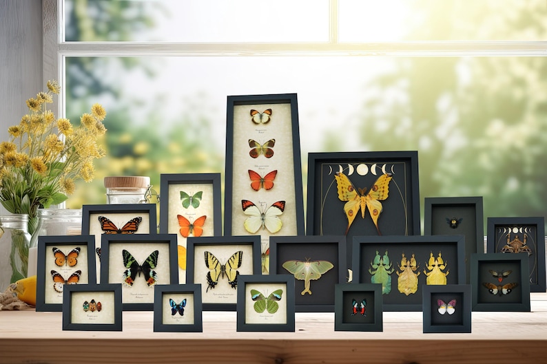 a collection of framed butterfly illustrations arranged on a wooden surface, with a window and yellow flowers visible in the background.