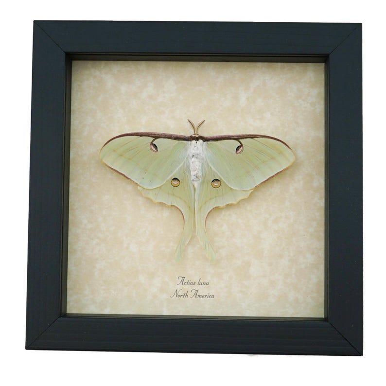 Real Luna Moth Framed Actias Luna Insect Taxidermy Museum Art Display ...