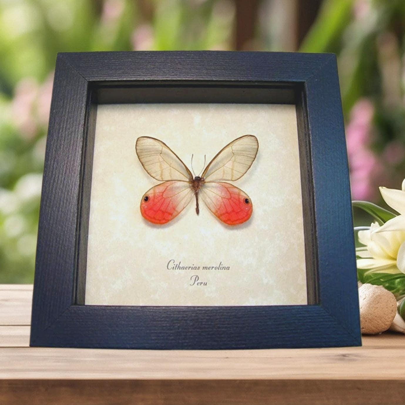 Cithaerias Merolina Pink Glasswing Butterfly Blushing Phantom
