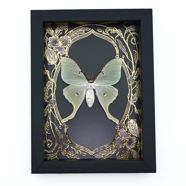 Luna Moth Framed Taxidermy Gold Foil Art Nouveau Real Actias Luna - Etsy
