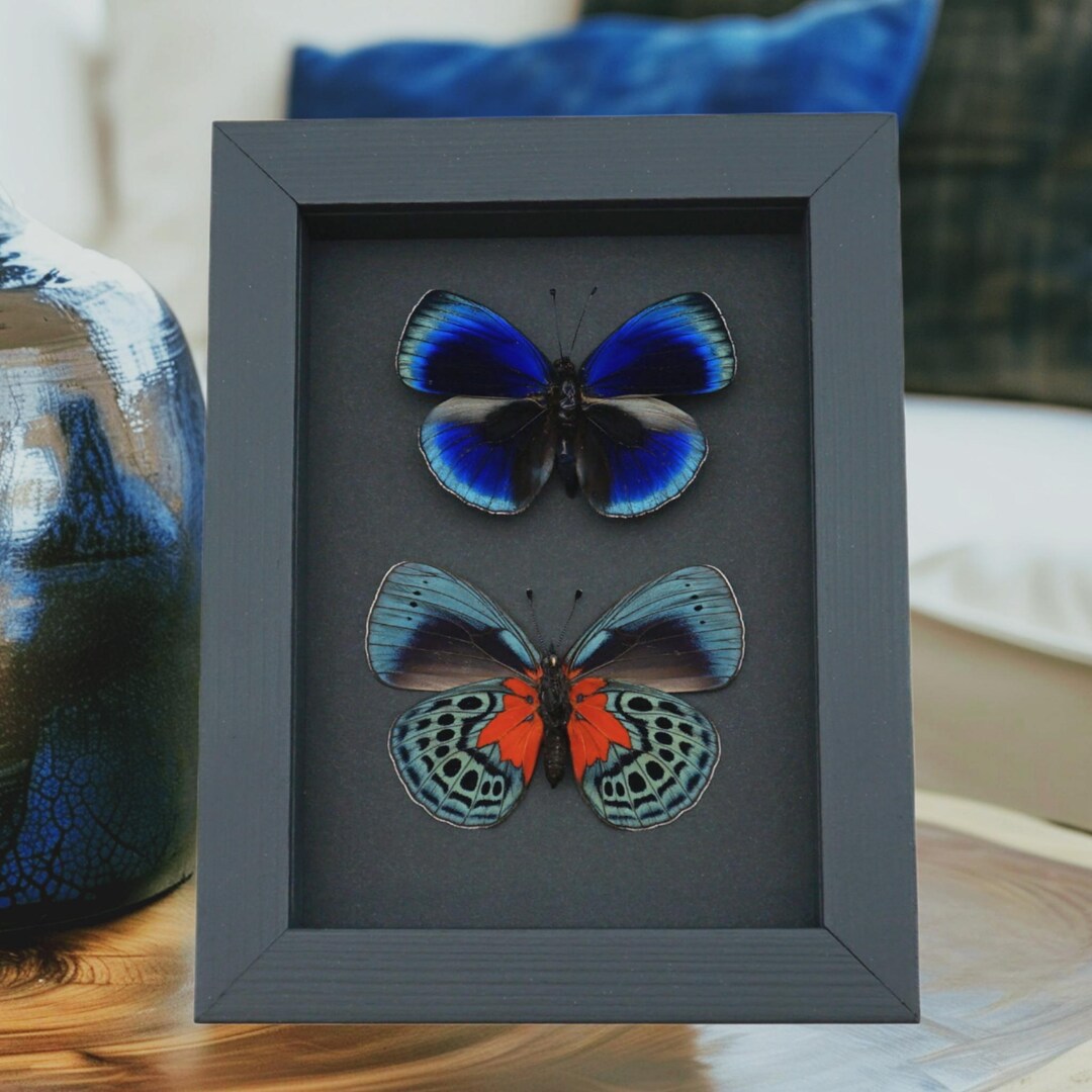 Asterope Optima Blue Butterfly Collection Framed Taxidermy