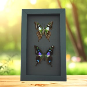 Graphium weiskei Pair Purple Spotted Swallowtail Framed Butterflies Moonlight Display