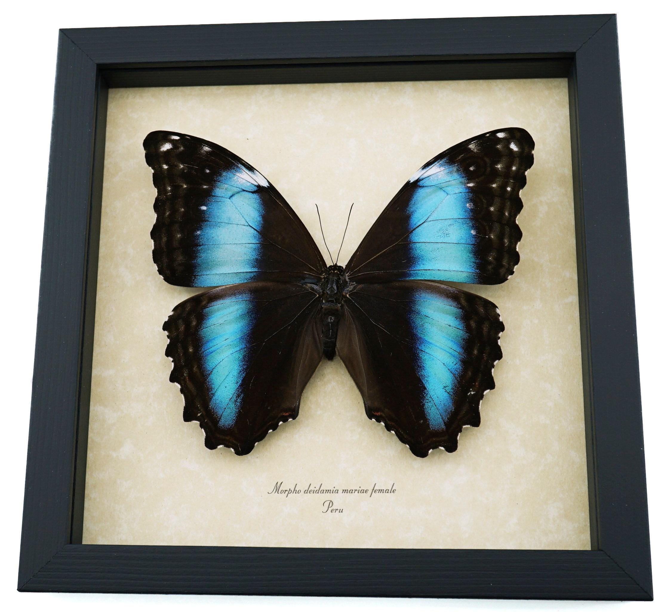 Real Giant Blue Morpho Deidamia Mariae Female Butterfly Framed ...