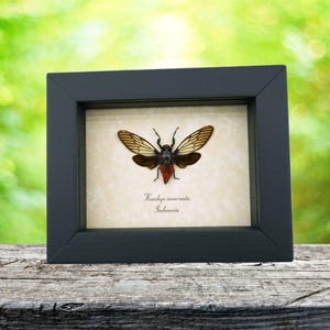 Real Red Devil Cicada Huechys incarnata Framed Insect Taxidermy Display