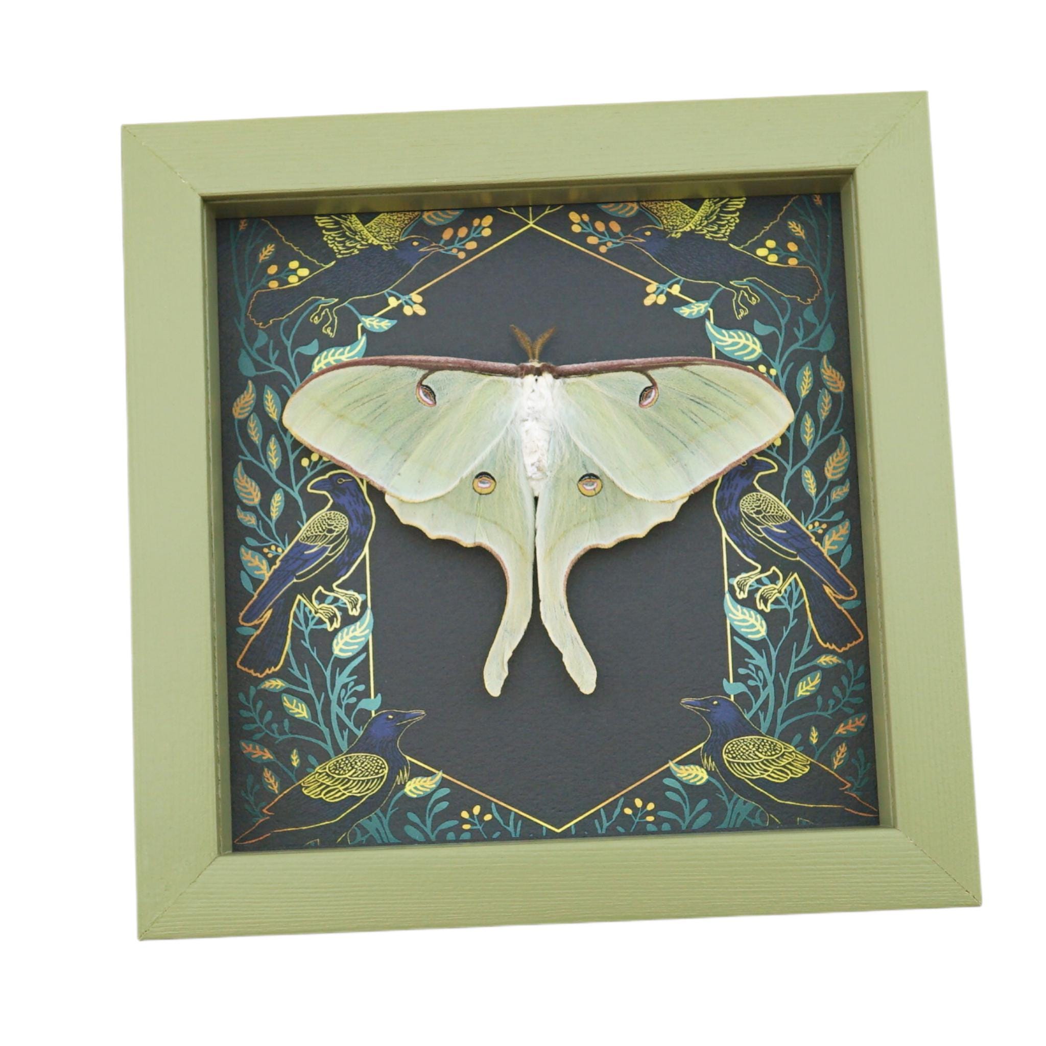 Real Luna Moth Framed Gothic Ravens Actias Luna Resting Taxidermy Sage ...