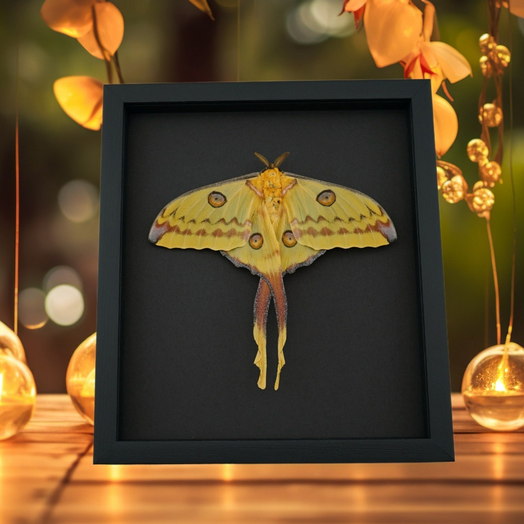 resting-giant-comet-moth-wingspan-argema-mittrei-female-framed