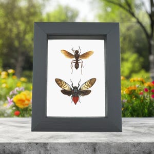 Real Wasp Red Devil Cicada Set Framed Insect Taxidermy Classic Black Display
