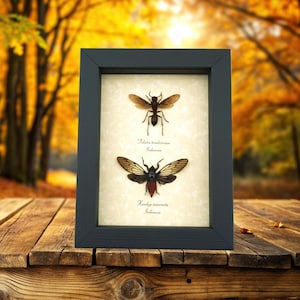 Real Paper Wasp Red Devil Cicada Set Framed Insect Taxidermy Classic Black Display