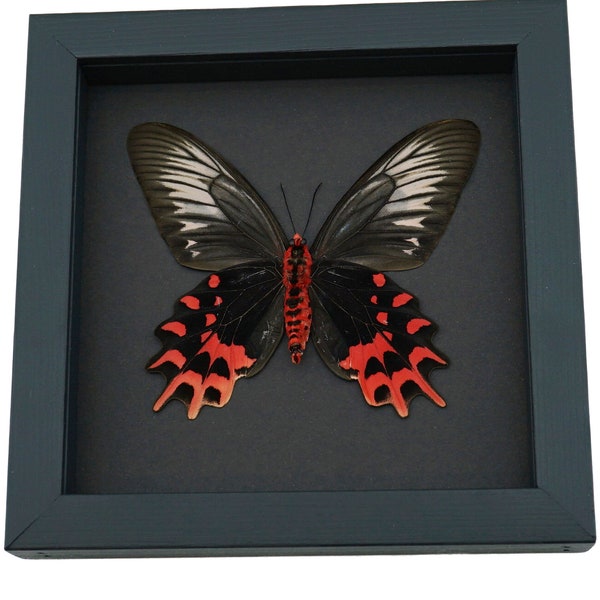 Vampire Butterfly Gothic Framed Taxidermy Moonlight Display Real Atrophaneura semperi Female