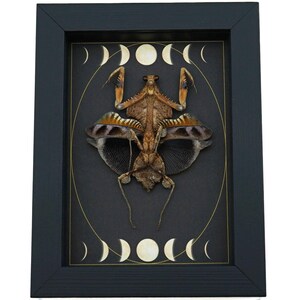 Real Dead Leaf Praying Mantis Gothic Moon Phases Framed Deroplatys lobata Insect Taxidermy