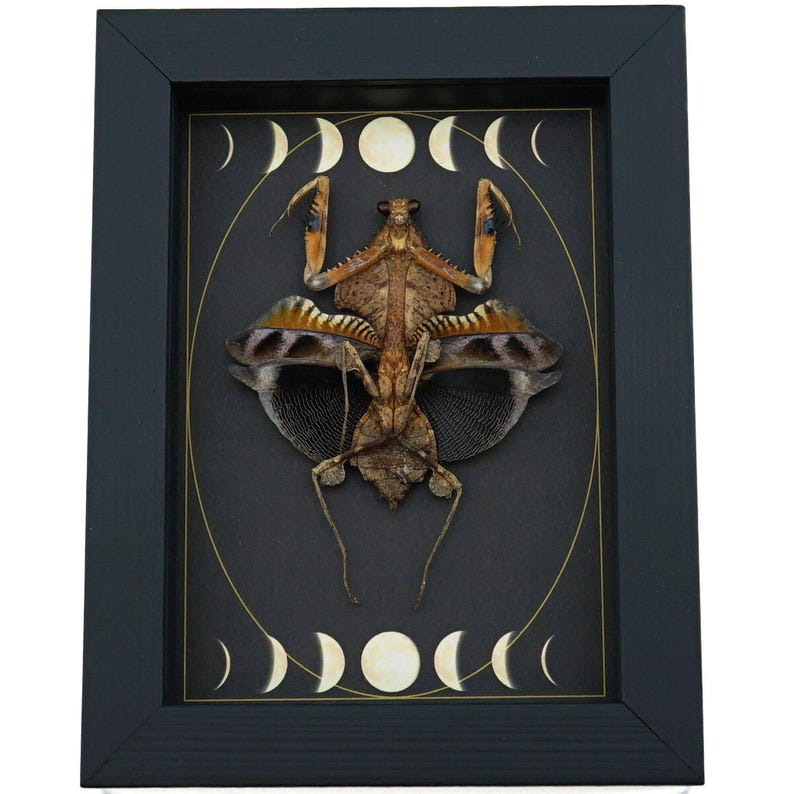 Real Dead Leaf Praying Mantis Gothic Moon Phases Framed Deroplatys lobata Insect Taxidermy