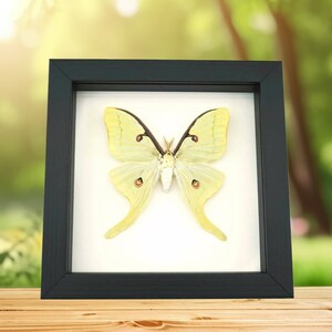Real Framed Luna Moth Actias Luna Museum Taxidermy Classic Black ...