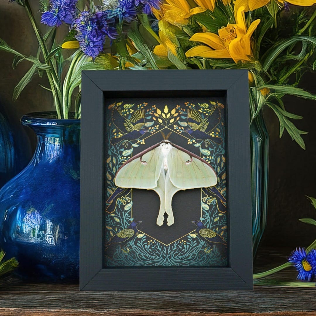 Framed Luna Moth Gothic Ravens Actias Luna Resting Taxidermy Display - Etsy