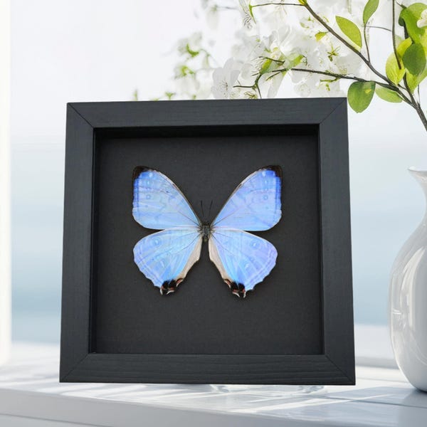 Framed Mother Of Pearl Butterfly Morpho sulkowski Taxidermy Moonlight Display