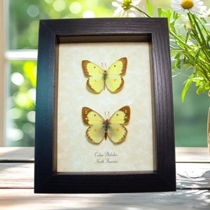 Yellow clouded sulphur Butterflies Colias philodice Butterfly Pair Framed Taxidermy Display