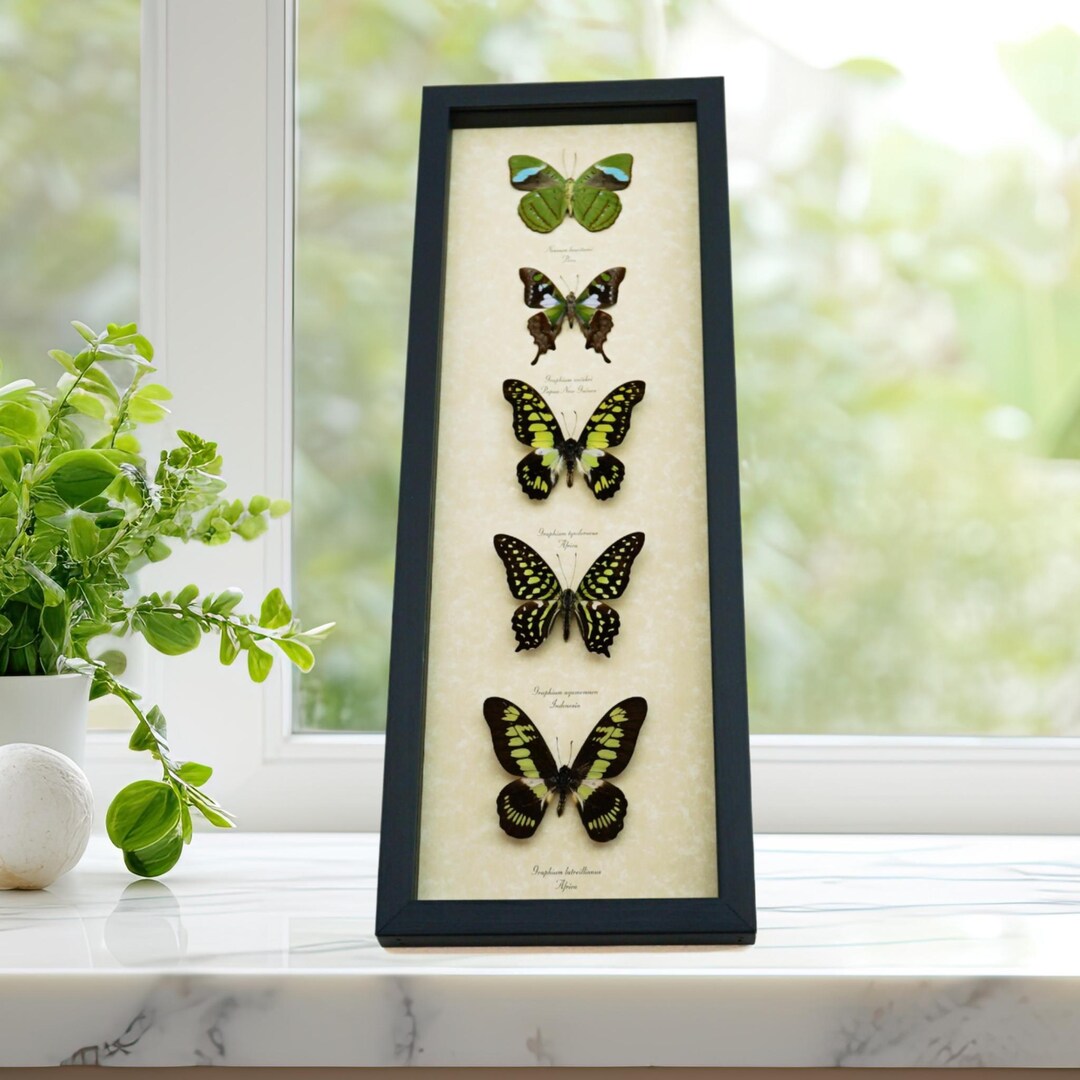 Green Butterfly Collection Real Framed Butterflies Taxidermy Display - Etsy